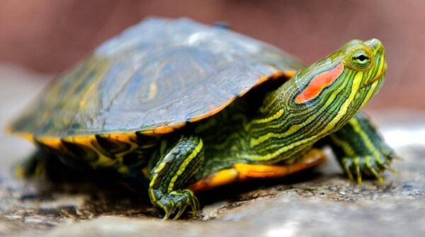 Чем кормить красноухую черепаху в домашних условиях, как содержать