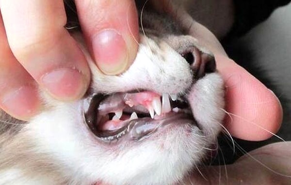 как вырывают зубы у собак