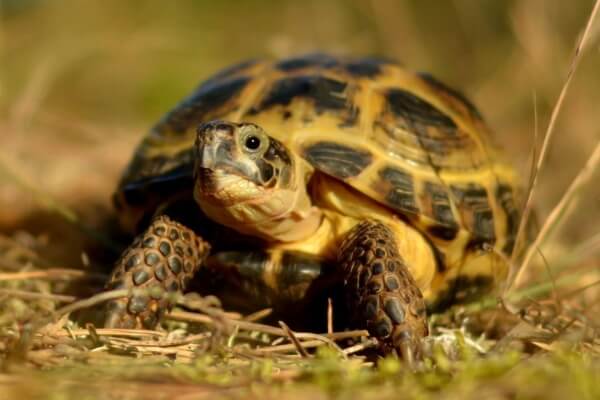 Чем питаются болотные черепахи?