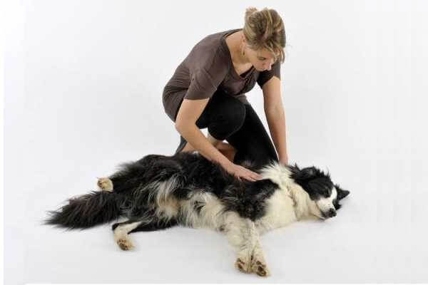 Эклампсия у собак: этиология, симптомы, диагностика и лечение